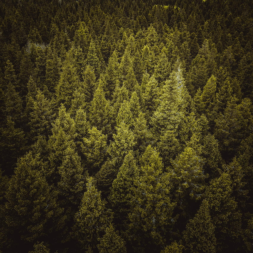 Nature, Trees, Forest, Spruce, Fir HD phone wallpaper | Pxfuel