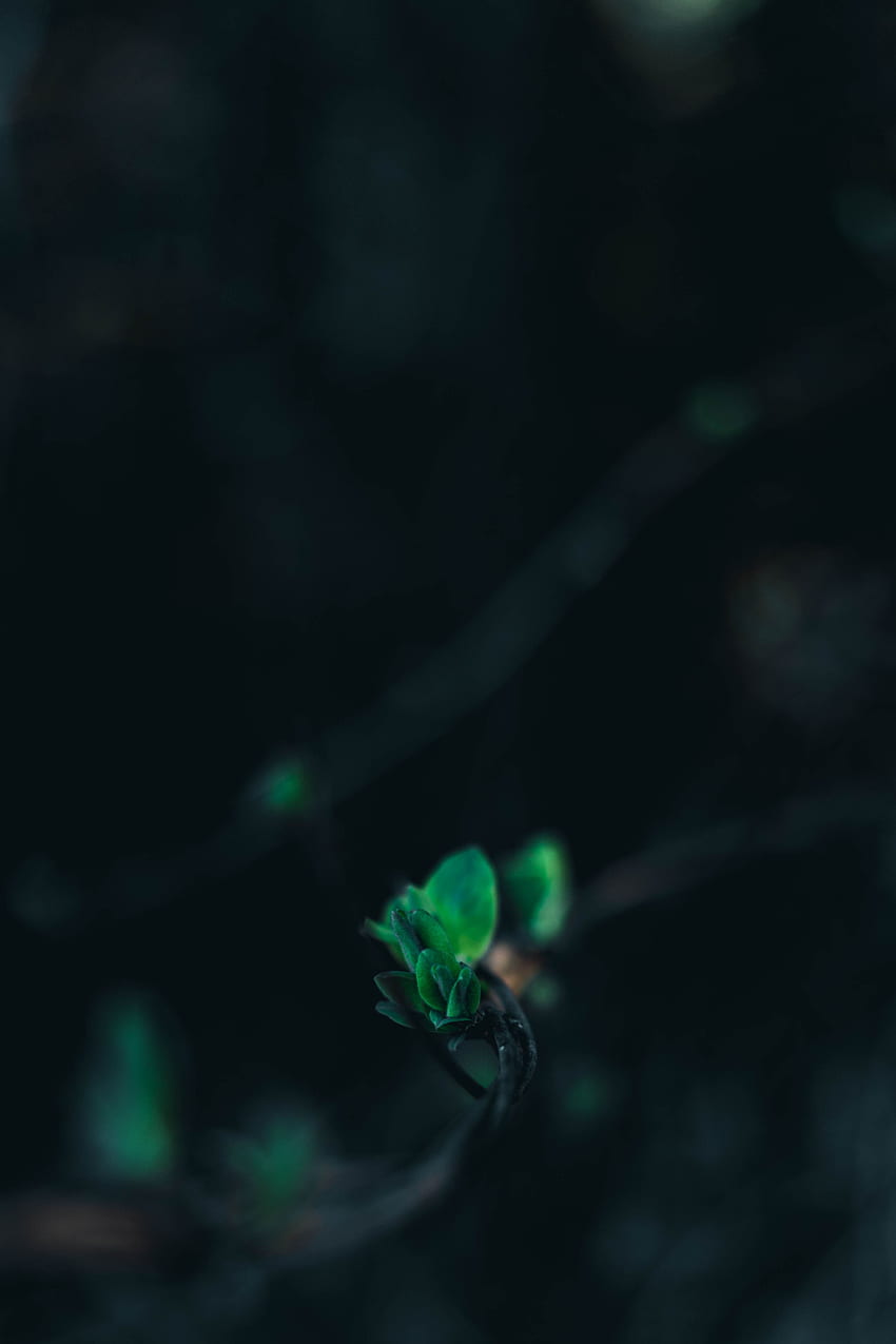 Leaves, Macro, Blur, Smooth, Close-Up, Branch HD phone wallpaper