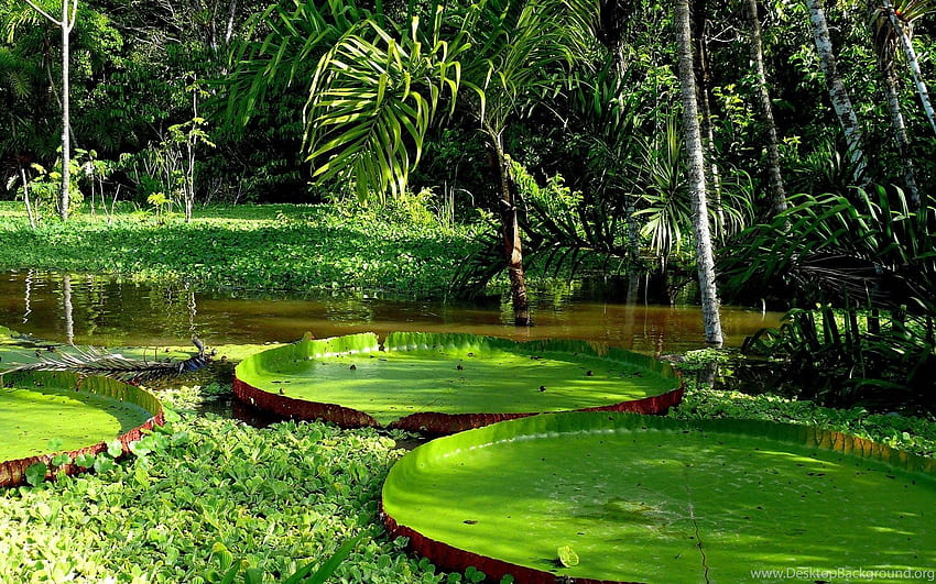 030223301_Giant Amazon Water Lily Hintergrund, Seerosenblatt HD-Hintergrundbild