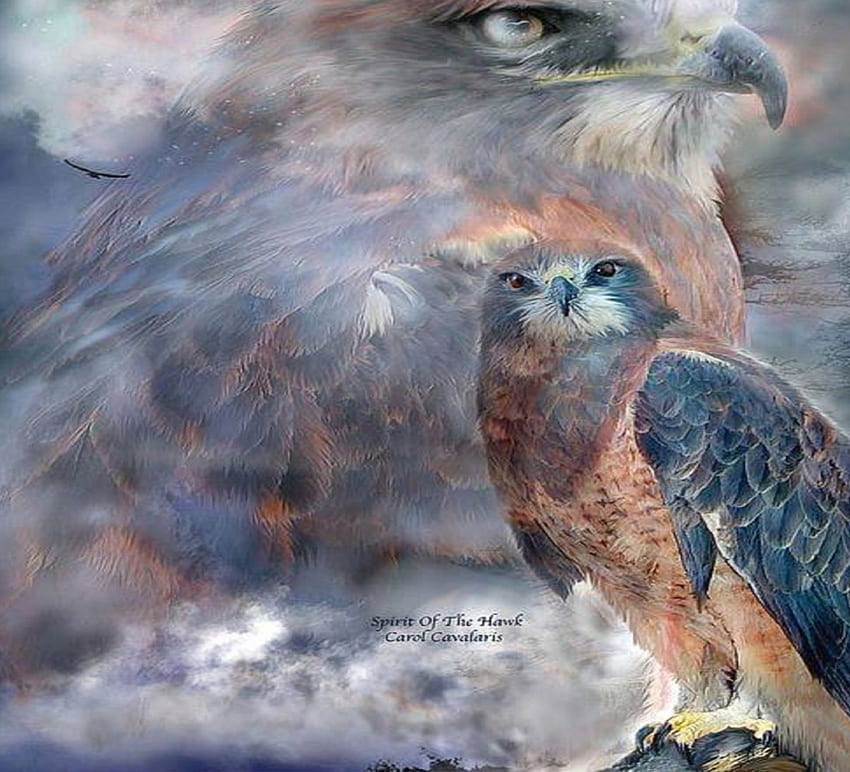 stirit of the hawk, birds, spirit, hawk, hawks HD wallpaper