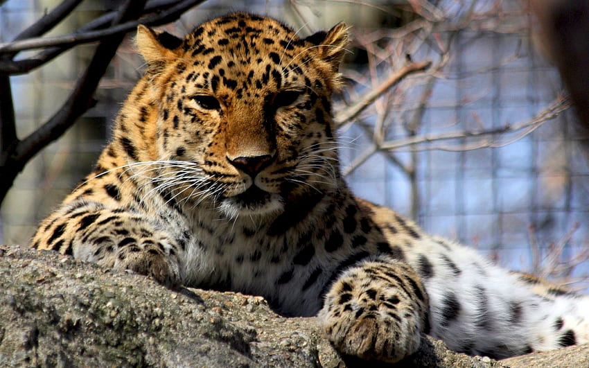 Tiere, Leoparden HD-Hintergrundbild