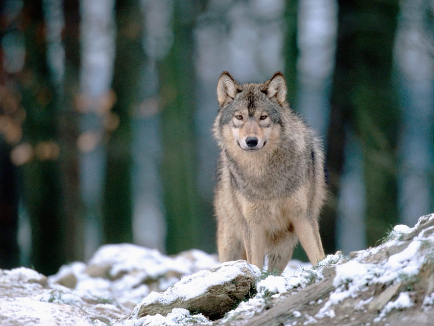 wolf in woods, animal, gray, wolves, woods, wolf in HD wallpaper