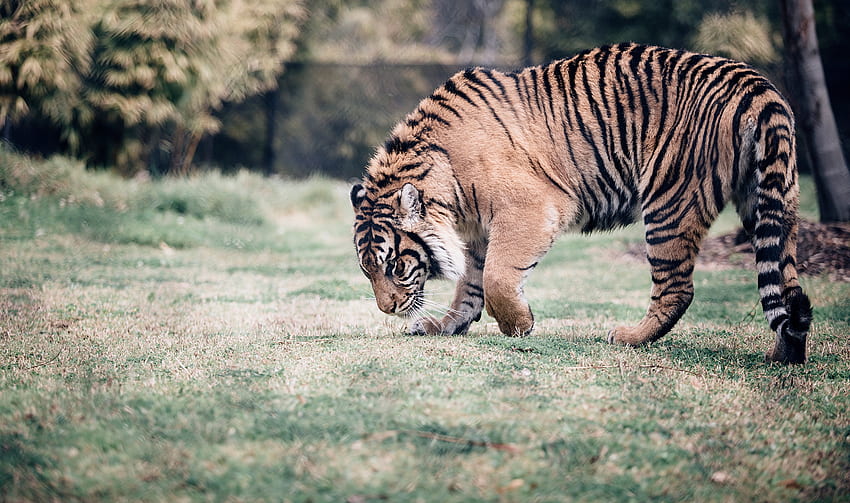 Animals, Predator, Big Cat, Stroll, Tiger HD wallpaper