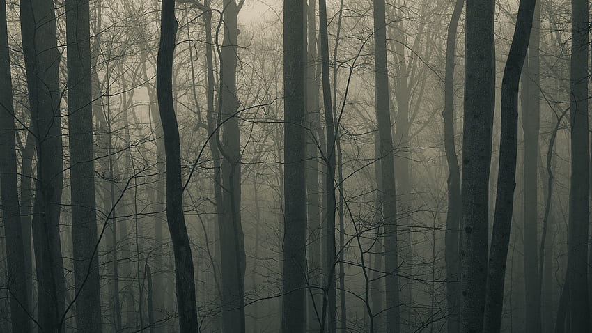 Dark Forest ., Dark Forrest HD wallpaper | Pxfuel
