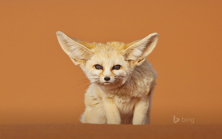 Fennec fox, Merzouga, Morocco - Bing, Desert Fox HD wallpaper