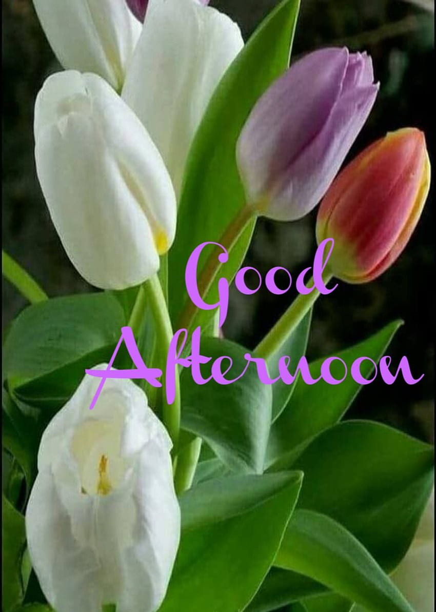 Gud Afternoon Sweet Girl, Beautiful Good Afternoon HD phone wallpaper