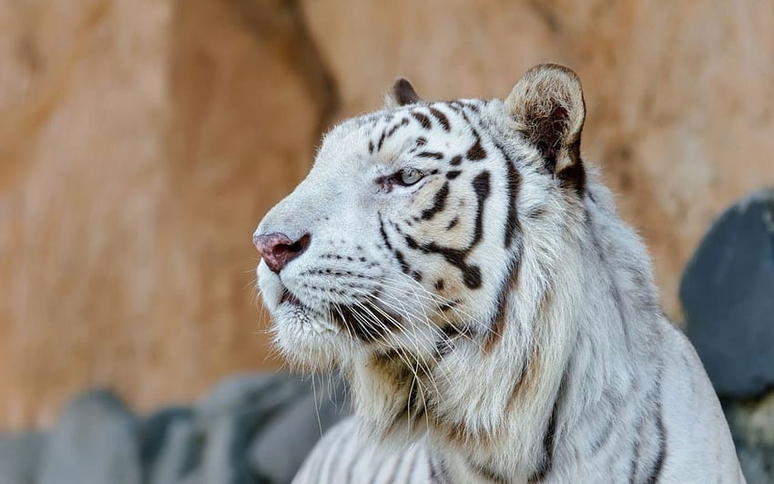 Weißer Tiger, der in die Ferne schaut, große Katzen, weiß, wild, Tiger HD-Hintergrundbild