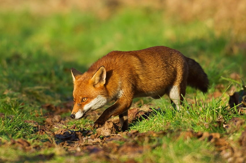 *** Fire Fox ***, fox, color, animals, red HD wallpaper