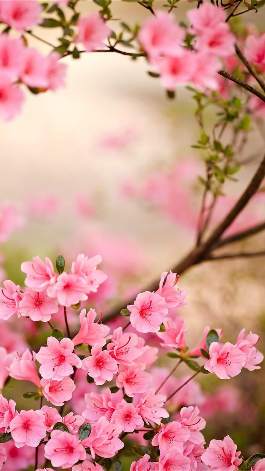 Пролетни цветя 2 iPhone 66S7 Plus, Цветя 8 Plus HD тапет за телефон
