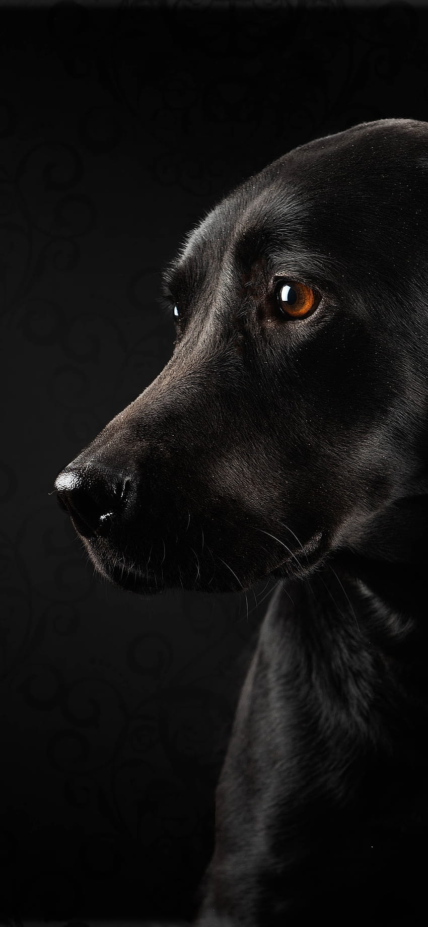 Schwarzer Hund und schwarzer Hintergrund, schau iPhone XS Max, Hunde HD-Handy-Hintergrundbild