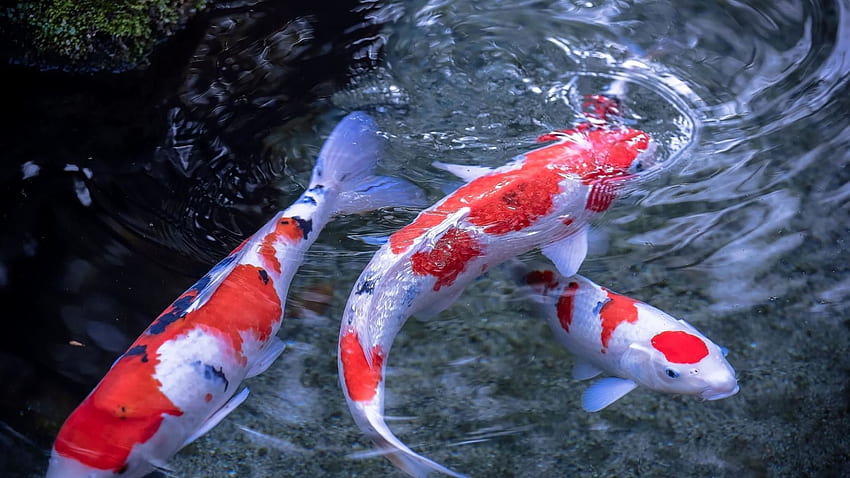 Koi Pond 3D Live Elegant Koi Fish ·â'. HD wallpaper