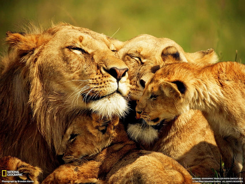 Glückliche Löwenfamilie. Tiere schön, Löwenfamilie, Löwe HD-Hintergrundbild