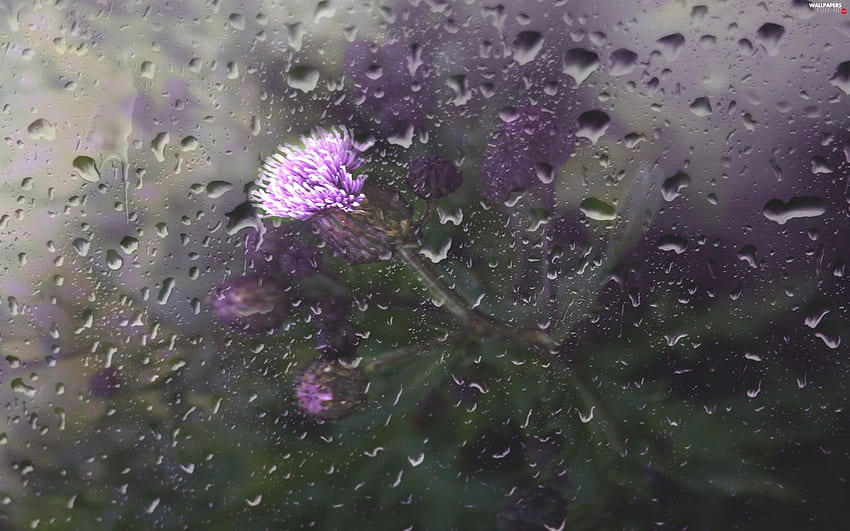 rain, drops, teasel, Glass - Full, Rain 2560X1600 HD wallpaper