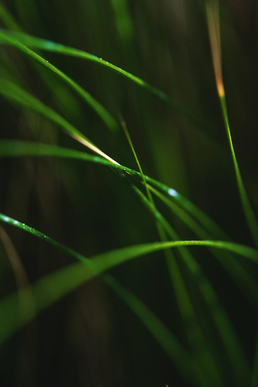 Grass, Leaves, Macro, Blur, Smooth, Focus HD phone wallpaper