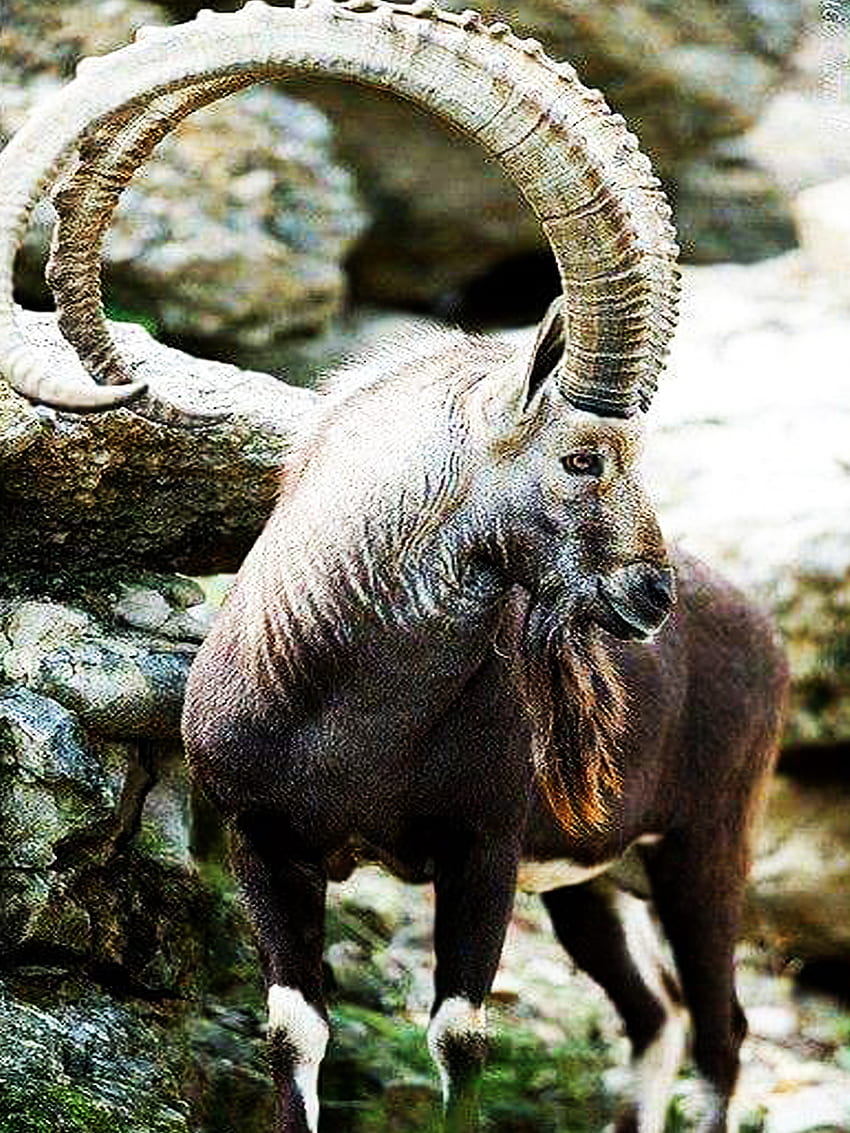MARKHOR. Some Amazing Facts about Markhor. The National Animal of Pakistan  HD phone wallpaper | Pxfuel