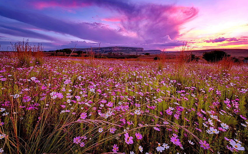 Sunset field, colorful, delight, colors, nice, wildflowers, amazing, sunset, meadow, beautiful, grass, summer, purple, wind, pretty, field, nature, sky, flowers, lovely HD wallpaper