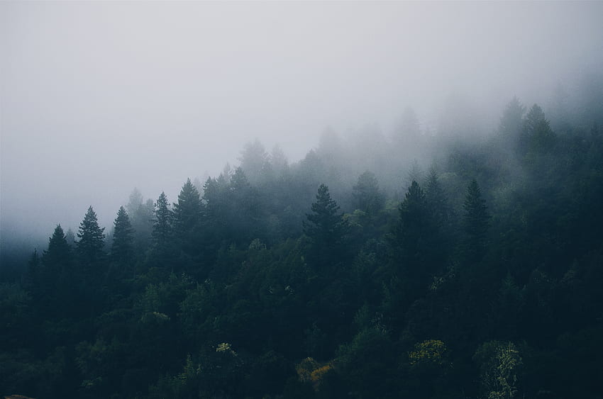 Природа, дървета, гора, мъгла HD тапет