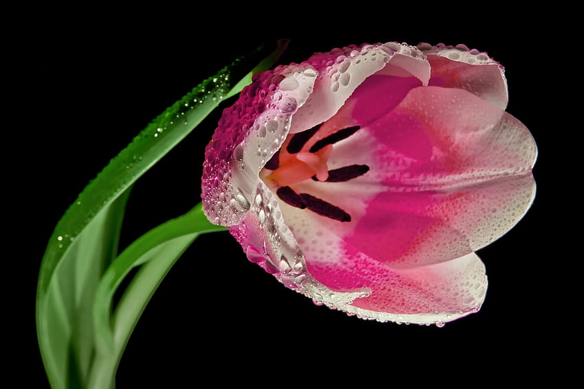 ดอกไม้ ดอกไม้ มาโคร กลีบ ดอกทิวลิป วอลล์เปเปอร์ HD
