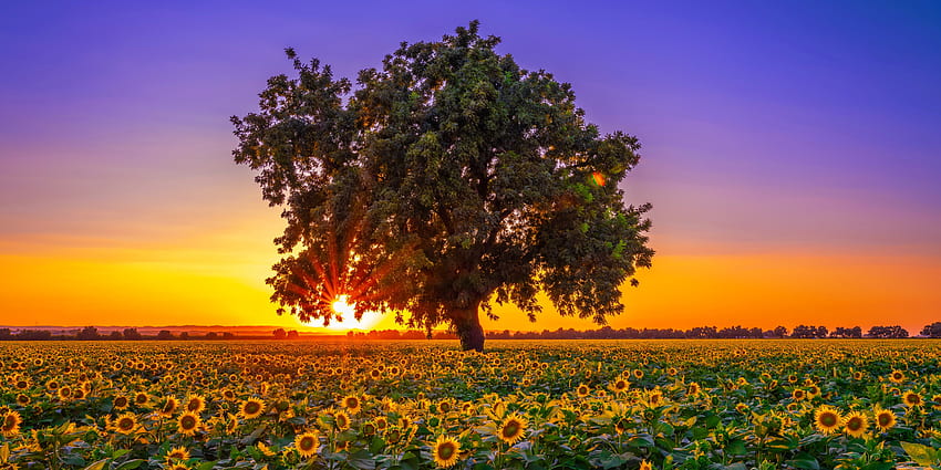 Sunflowers field at sunrise, beautiful, orange, sunrise, tree, fiery, summer, sunflowers, field, sky, sunset HD wallpaper