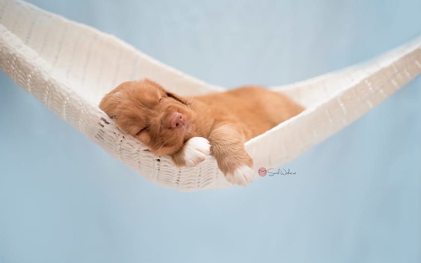 Puppy, dog, sweet, animal, white, cute, hammock, paw, caine, sleep HD wallpaper