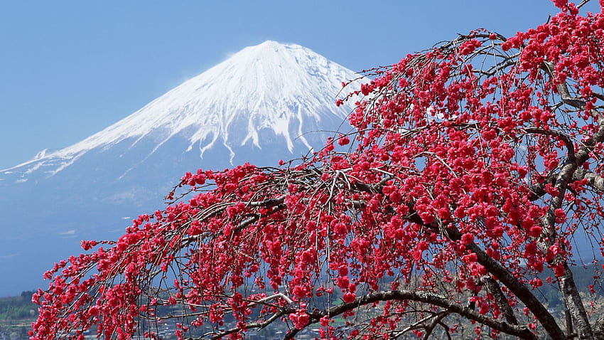 equinócio vernal no japão, japão, sakura, primavera no japão papel de parede HD