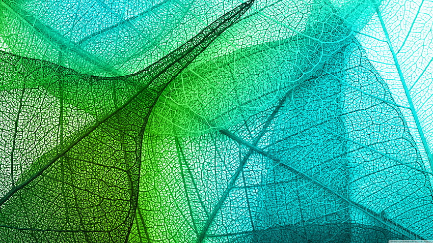 Transparent Leaves ❤ for Ultra HD wallpaper