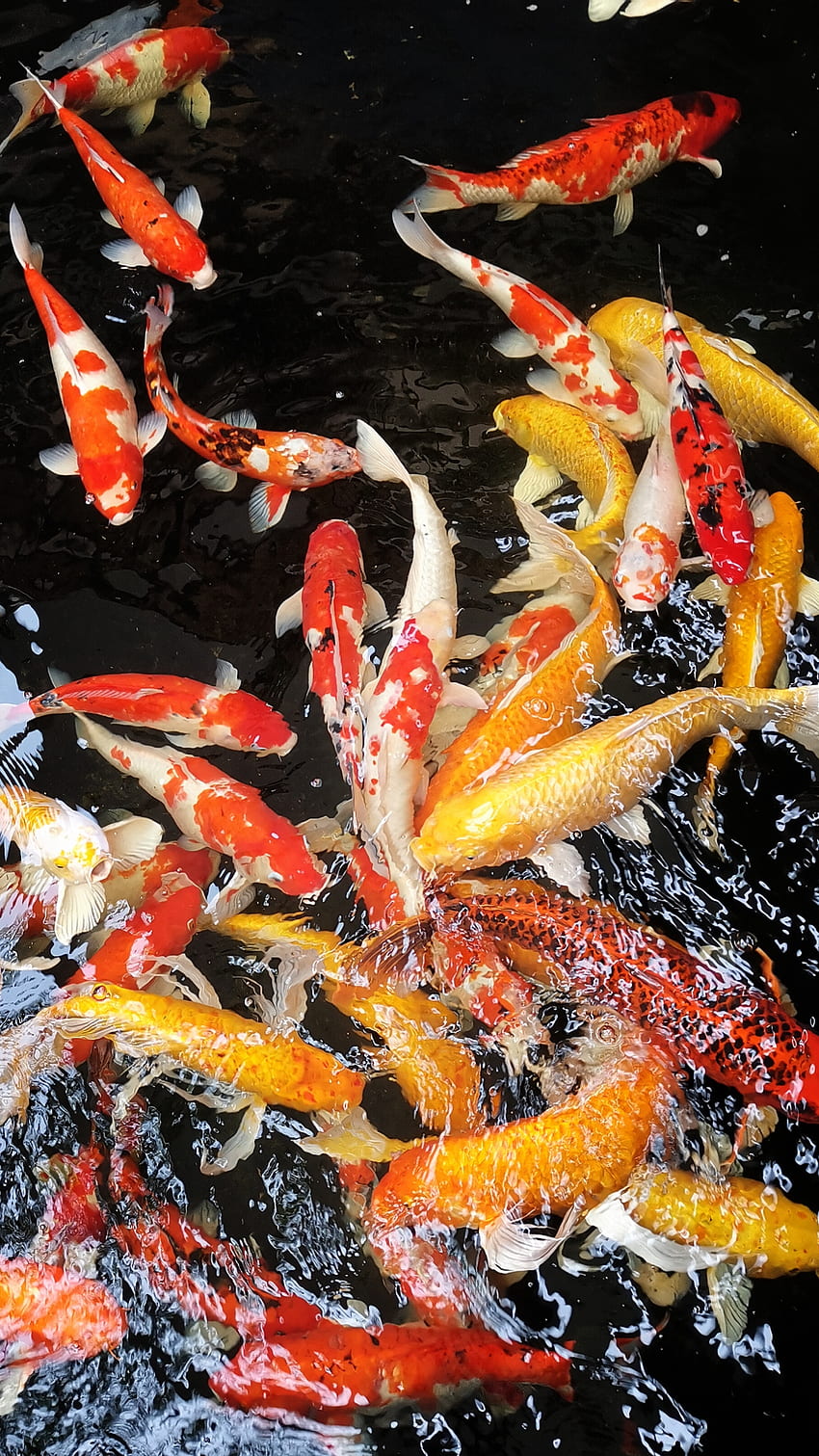 KOI Lucky Fish 1, poisson chanceux, eau Fond d'écran de téléphone HD