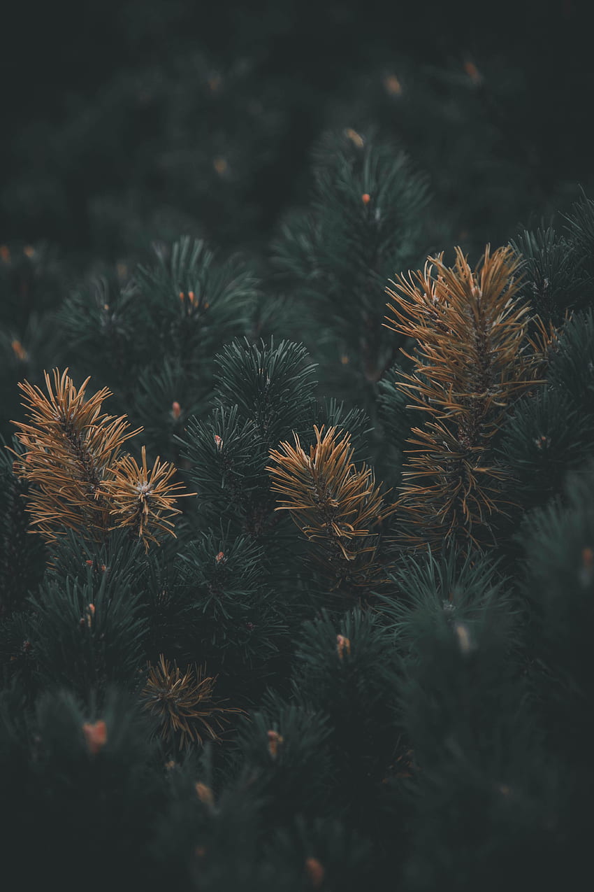 Pine, Plant, Macro, Branch, Needles HD phone wallpaper