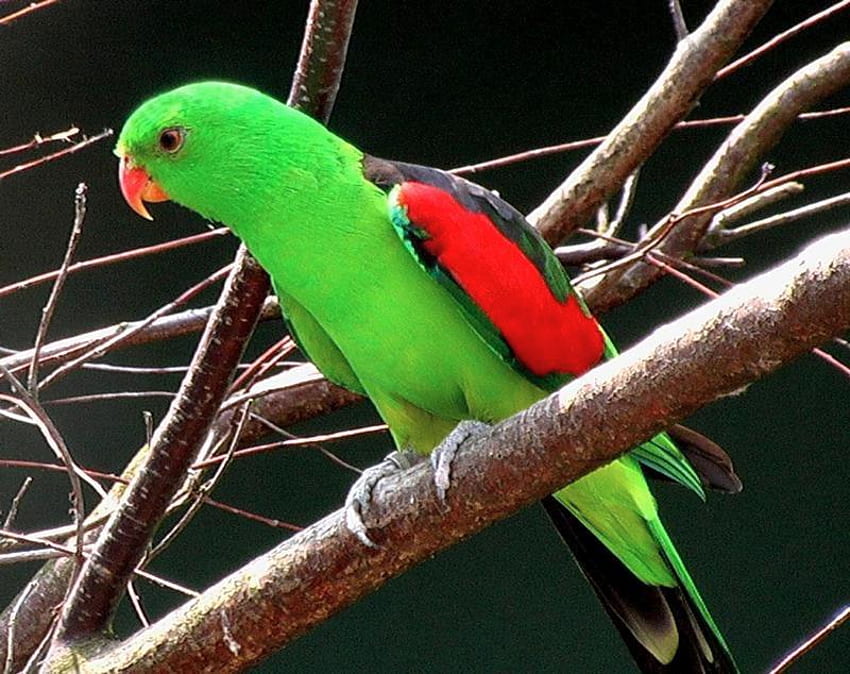 Parrot, animal, tree limb, bird HD wallpaper