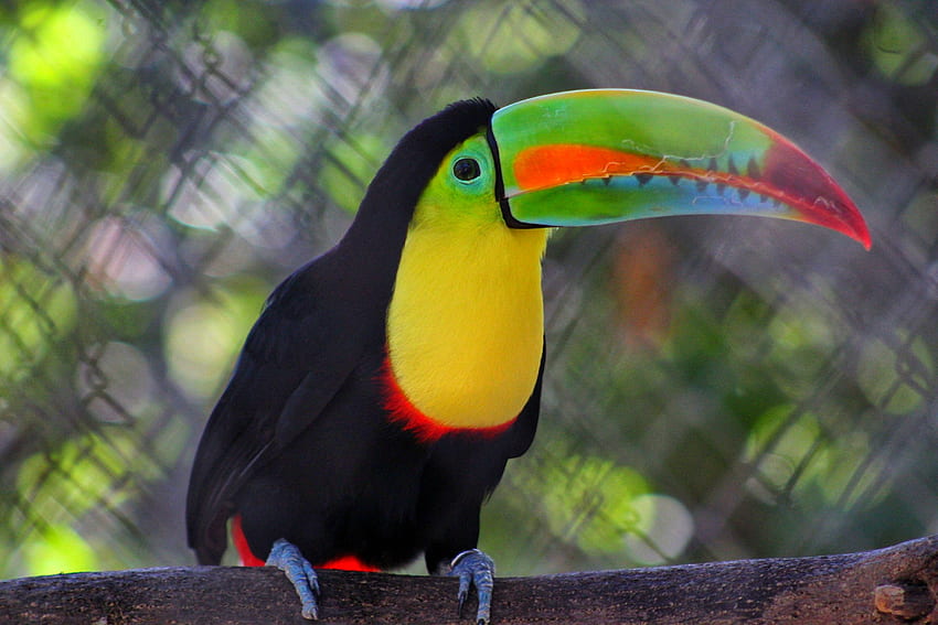 Toucan Picoris - Kosta Rika, hewan, toucan, burung, picoris Wallpaper HD
