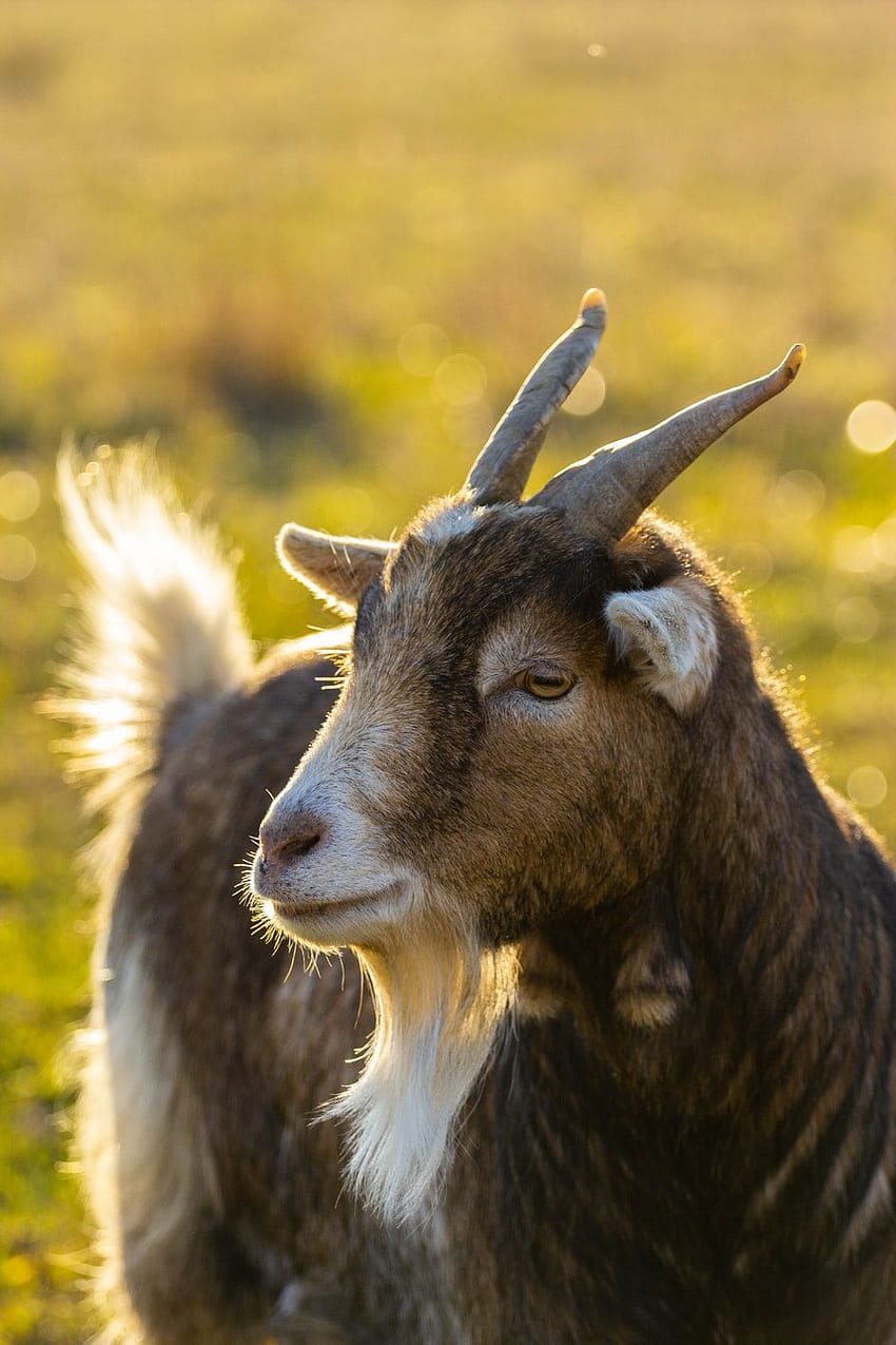 HD wallpaper brown white and black goat on grass field animal pet  young goat  Wallpaper Flare