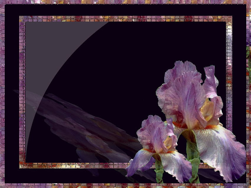 ไอริสสีม่วง, สีม่วง, ดอกไม้ วอลล์เปเปอร์ HD