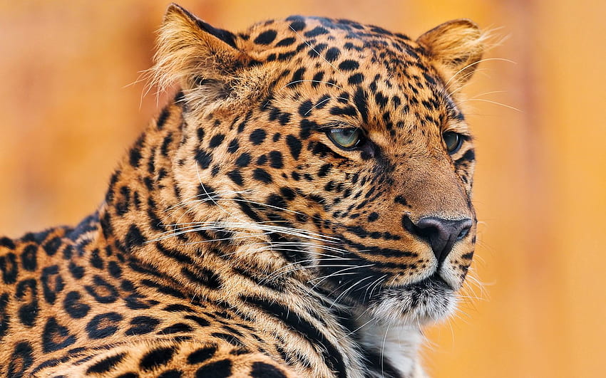 Animais, Leopardo, Focinho, Manchado, Manchado, Visão, Opinião papel de parede HD