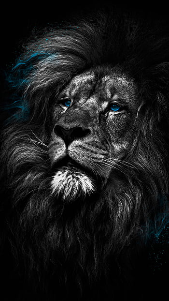 Lion Dark Amoled Android Black HD phone wallpaper