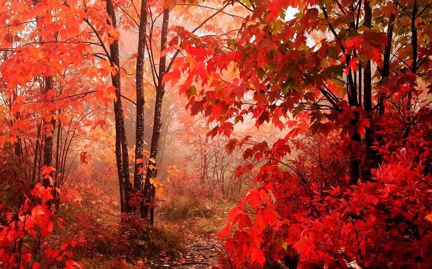 Bosque de otoño Elegante hojas rojas Hermosa caída fondo de pantalla