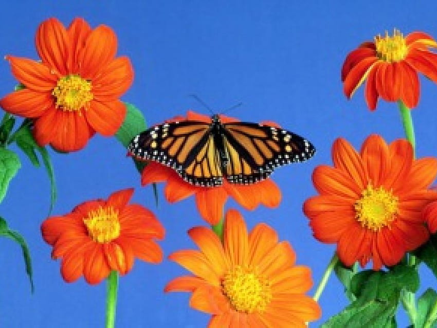 цветя и пеперуда, червени цветя, дълги стъбла, пеперуда HD тапет