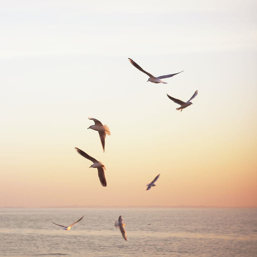 9,000+ Free Seagulls & Nature Images - Pixabay