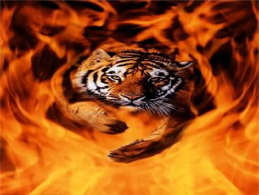 Tigre, arancia, fuoco Sfondo HD