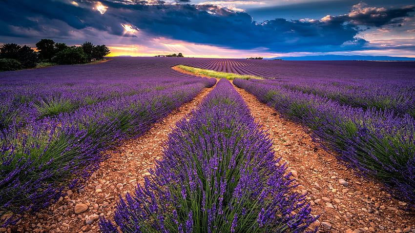 Green, Leaves, Bushes, Plants, Path, Stones, Field, Lavender, Flowers, Trees, Sky, Clouds, Sunset, Background, Scenery Flowers HD wallpaper