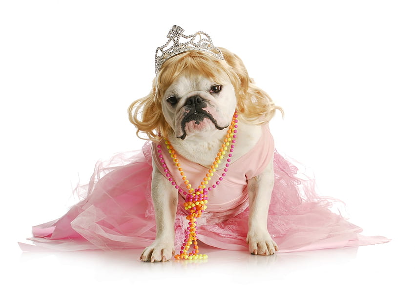 Zabawny pies, pies, zwierzę, naszyjnik, dziewczyna, sukienka, buldog, szczeniak, różowy, tiara, zabawny, kain Tapeta HD