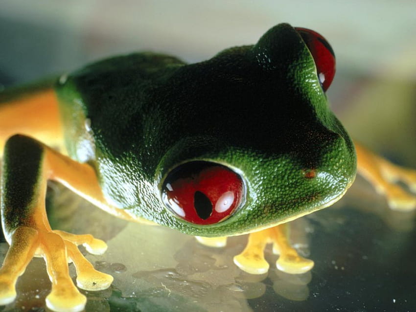 tree frog, green tree frog HD wallpaper
