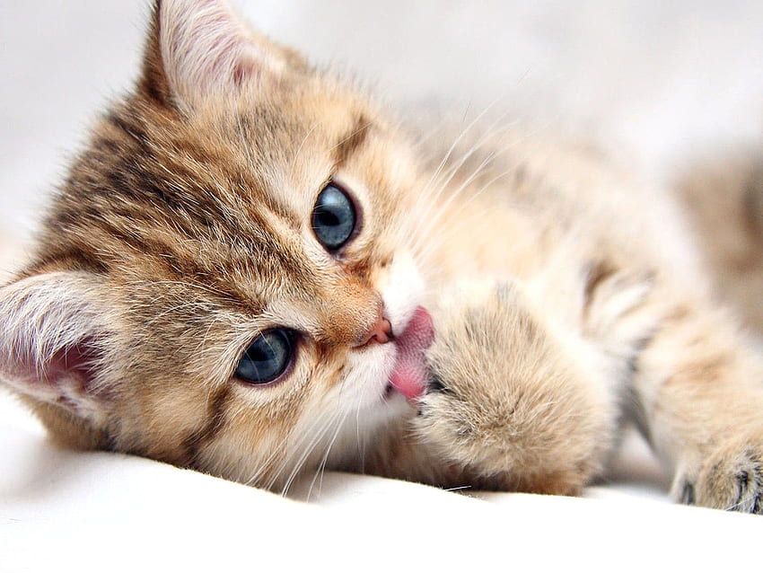 Cat, Paw, Cat , Puffy Cats, Pussycats, High Resolution Pet , Animal Love, Baby, Cat For Mac, Windows Of Cats HD wallpaper