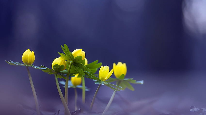 Bugs Eranthis Aconite Yellow Hyemalis Winter Flowers Nature 3d Backgrounds - HD wallpaper