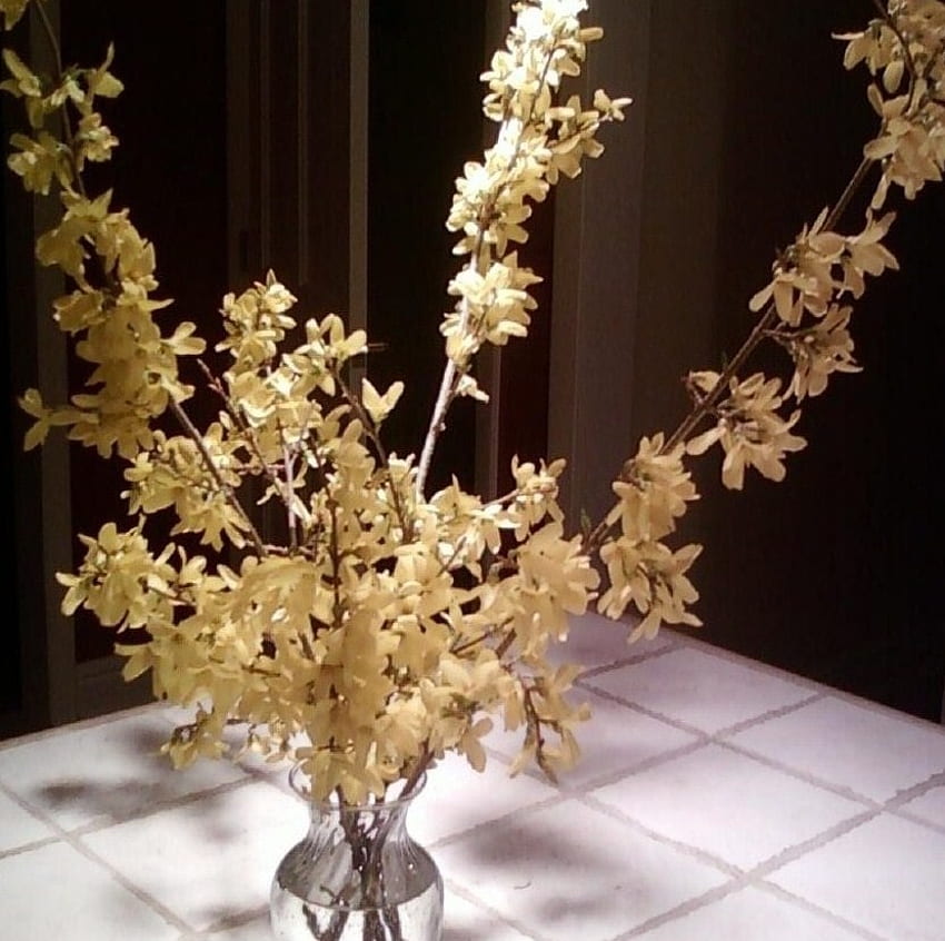Forsythia From my Backyard, my kitchen, forsythia, flowers, yellow HD wallpaper
