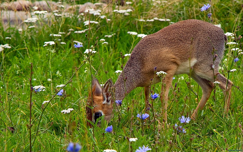 Grazing Deer, Field, Flower, Animal, Deer HD wallpaper