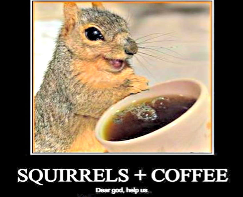 Катерици и кафе _Бог да ни е на помощ, животни, кафе, смешно, катерици, чаша, очи, сладък HD тапет
