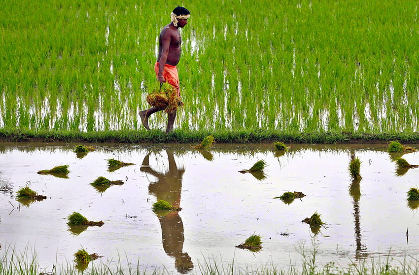 인도 농업, 인도 농부에 대한 '신화'에 도전 보고 HD 월페이퍼