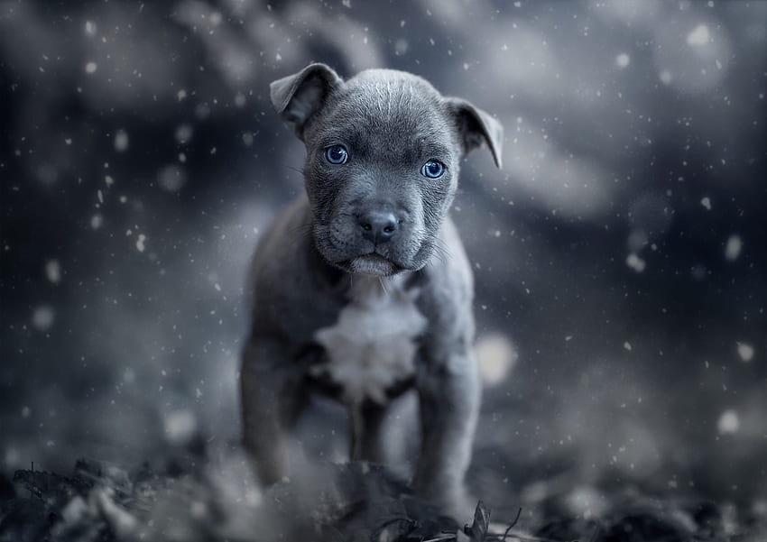 Terrier Pit Bull Amerika. Latar Belakang, Bayi Pitbull Wallpaper HD