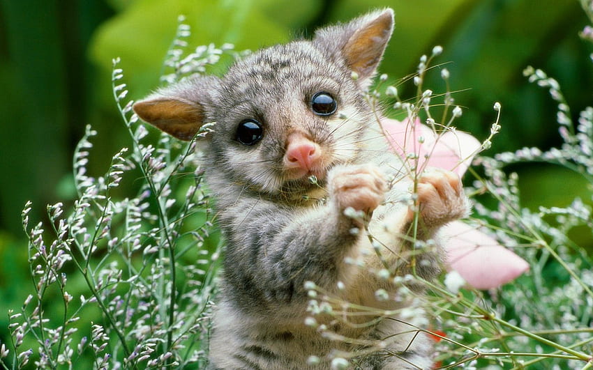 Cute Baby Animal 55 - Sevimli Hayvan Yavruları Arka Planı -, Bahar Yavru Hayvanlar HD duvar kağıdı