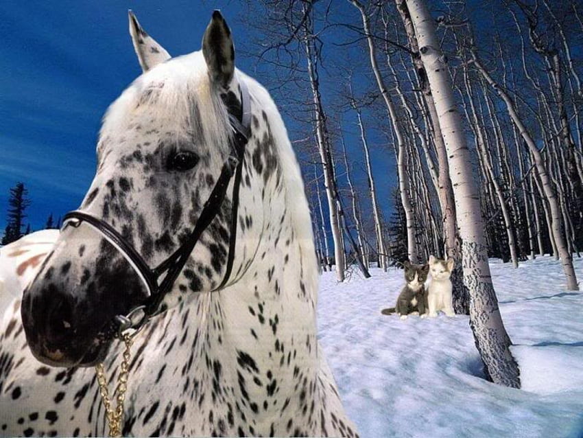 Kuda Appaloosa, kuda, hutan, cantik, appaloosa, bintik-bintik Wallpaper HD
